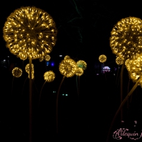 event_light_nights_magic_forest_2022_031