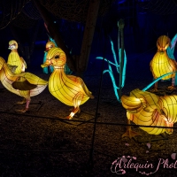 event_light_nights_aqualuna_2022_048